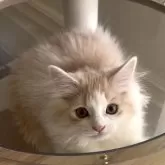 マンチカン(長足)【愛知県・男の子・2025年9月14日・クリームタビー&ホワイト】の写真3