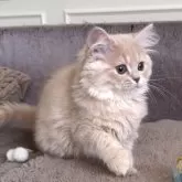 ミヌエット(長足)【愛知県・女の子・2025年9月6日・クリームタビー】の写真3