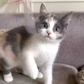 マンチカン(長足)【愛知県・女の子・2025年9月14日・ブルーパッチドタビー&ホワイト】の写真3