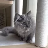 ミヌエット(長足)【愛知県・女の子・2025年8月8日・ブルーパッチドタビー&ホワイト】の写真4