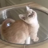 マンチカン(短足)【愛知県・男の子・2025年9月14日・レッドタビー&ホワイト】の写真3