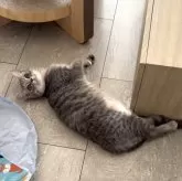 ミヌエット(長足)【愛知県・女の子・2025年3月3日・ブルーパッチドタビー】の写真4