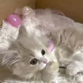 ミヌエット(短足)【愛知県・女の子・2025年5月24日・クリームタビー&ホワイト】の写真4