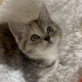 マンチカン(短足)【愛知県・女の子・2025年2月1日・シルバーパッチドタビー&ホワイト】の写真5