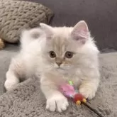 ミヌエット(長足)【愛知県・男の子・2025年9月6日・クリームタビー&ホワイト】の写真4