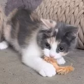 マンチカン(長足)【愛知県・女の子・2025年9月14日・ブルーパッチドタビー&ホワイト】の写真6