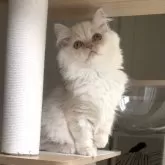 ミヌエット(長足)【愛知県・女の子・2025年8月8日・クリームタビー】の写真6