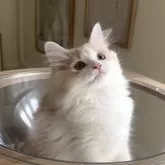 マンチカン(長足)【愛知県・男の子・2025年9月14日・クリームタビー&ホワイト】の写真6