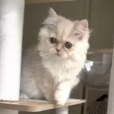 ミヌエット(長足)【愛知県・女の子・2025年8月8日・クリームタビー】の写真7