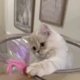 ミヌエット(長足)【愛知県・男の子・2025年9月6日・クリームタビー&ホワイト】の写真6