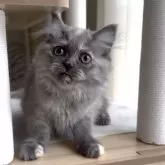 ミヌエット(長足)【愛知県・女の子・2025年8月8日・ブルーパッチドタビー&ホワイト】の写真7