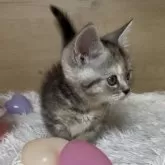 マンチカン(短足)【愛知県・女の子・2025年2月1日・シルバーパッチドタビー&ホワイト】の写真7