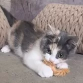 マンチカン(長足)【愛知県・女の子・2025年9月14日・ブルーパッチドタビー&ホワイト】の写真8