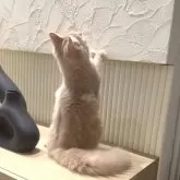 ミヌエット(長足)【愛知県・男の子・2025年5月29日・クリームタビー】の写真8