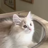 マンチカン(長足)【愛知県・男の子・2025年9月14日・クリームタビー&ホワイト】の写真8