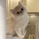 ミヌエット(長足)【愛知県・男の子・2025年9月6日・クリームタビー&ホワイト】の写真8