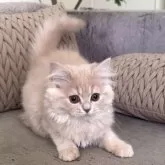 ミヌエット(長足)【愛知県・女の子・2025年9月6日・クリームタビー】の写真4