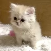 ミヌエット(長足)【愛知県・男の子・2025年9月6日・クリームタビー&ホワイト】の写真9