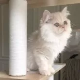 ミヌエット(長足)【愛知県・女の子・2025年8月8日・クリームタビー】の写真9