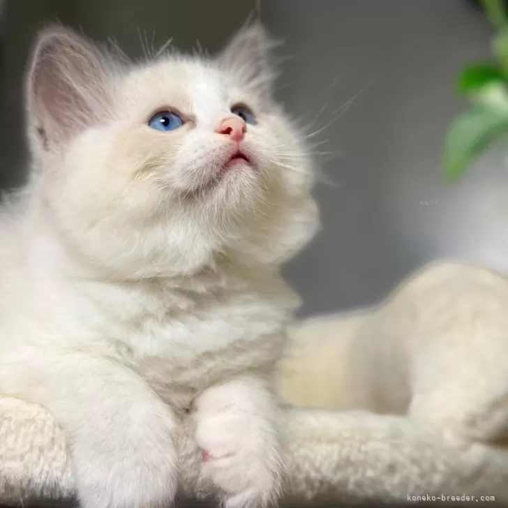 ID:2409-00711の子猫