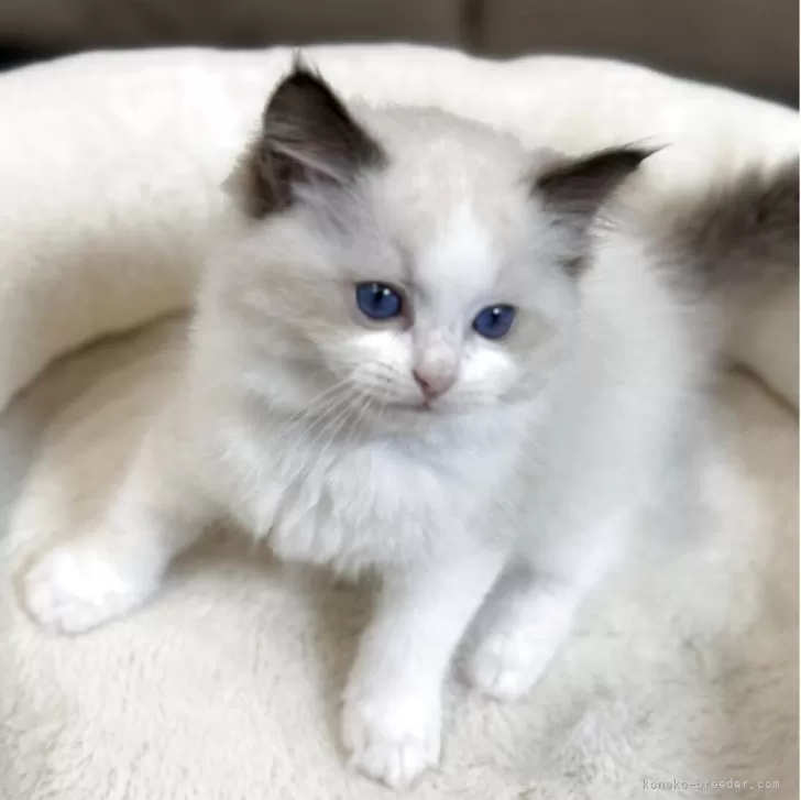 R.O 様のお迎えした子猫