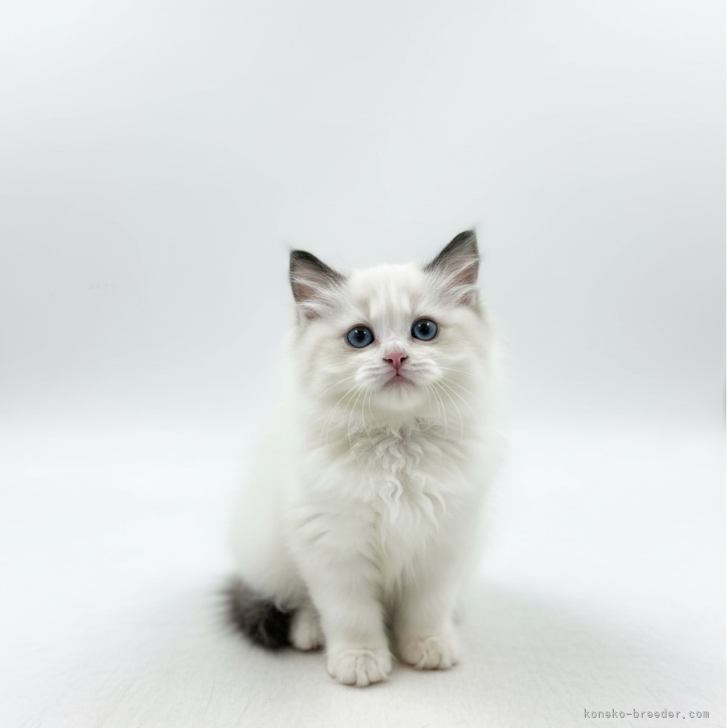 ブリーダー画像