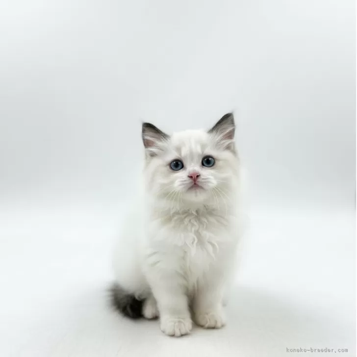 ラグドール【沖縄県・男の子・2025年9月9日・シールポイントバイカラー】の写真1