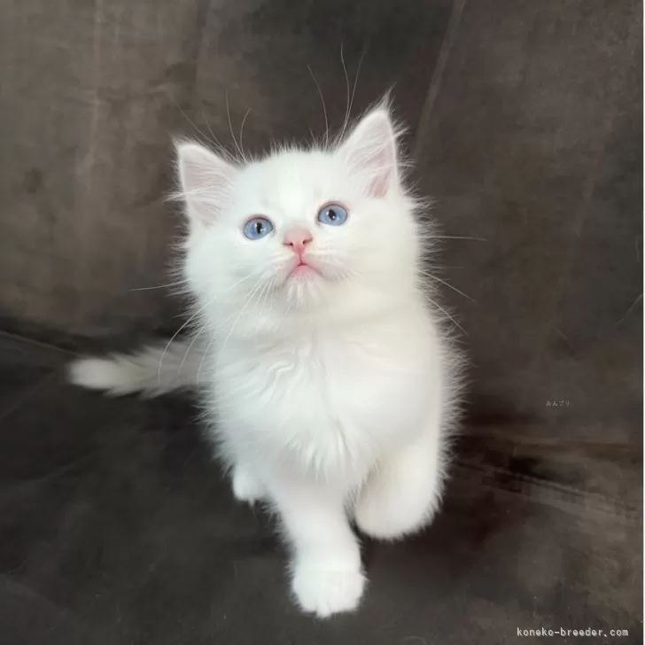 ID：2512-01400の子猫