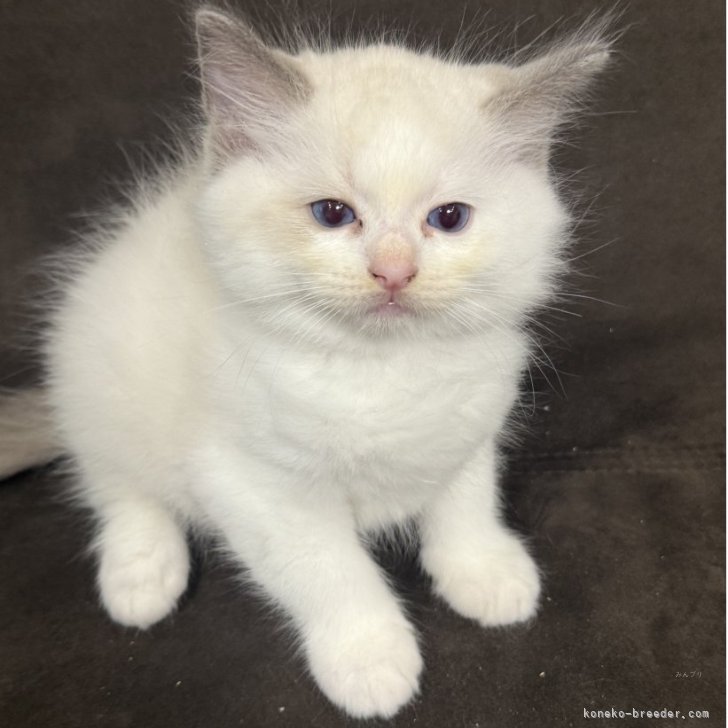 ブリーダー画像