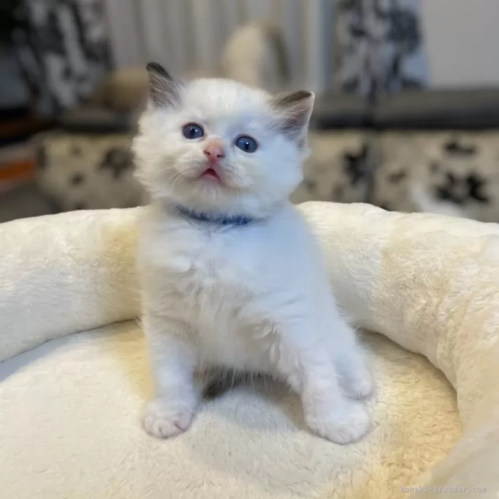 ID：2501-02492の子猫
