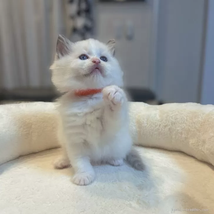 ID：2501-02497の子猫