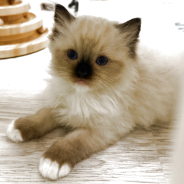 ラグドール【沖縄県・女の子・2025年3月20日・シールポイントミテット（ロング）】の写真「お母さんにそっくり優しい女の子です」