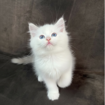 ラグドール【沖縄県・男の子・2025年10月6日・ブルーポイントバイカラー（ロング）】の写真「抱っこ大好きな男の子」