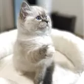 ラグドール【沖縄県・男の子・2025年3月20日・シールリンクスミテット】の写真1
