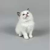 ラグドール【沖縄県・男の子・2025年9月9日・シールポイントバイカラー】の写真2