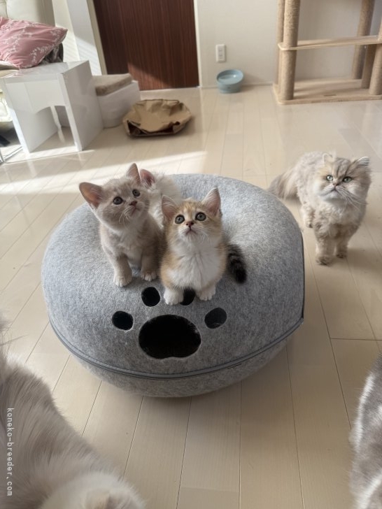 長縄裕美ブリーダーのブログ：マンチカンの子供達デビューしました。