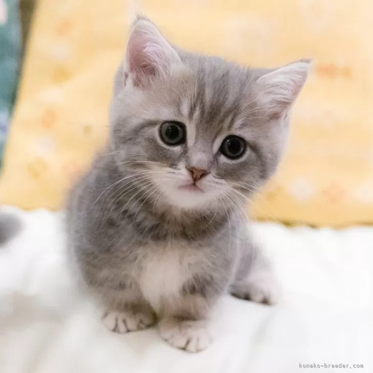 ID:2405-01795の子猫