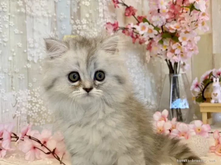 ID：2204-01481の子猫