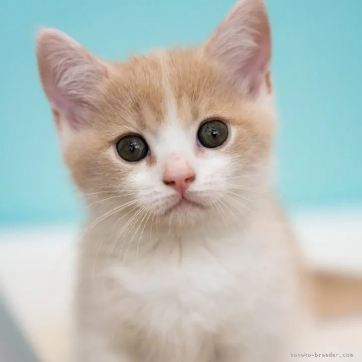 ID：2308-00722の子猫