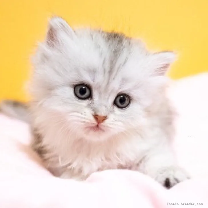ID:2310-02202の子猫