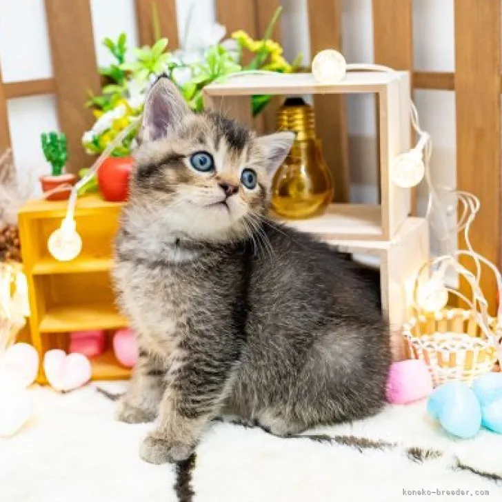 ID:2310-00241の子猫