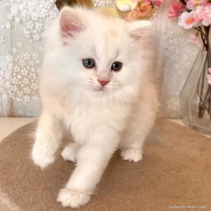 ID:2304-03548の子猫