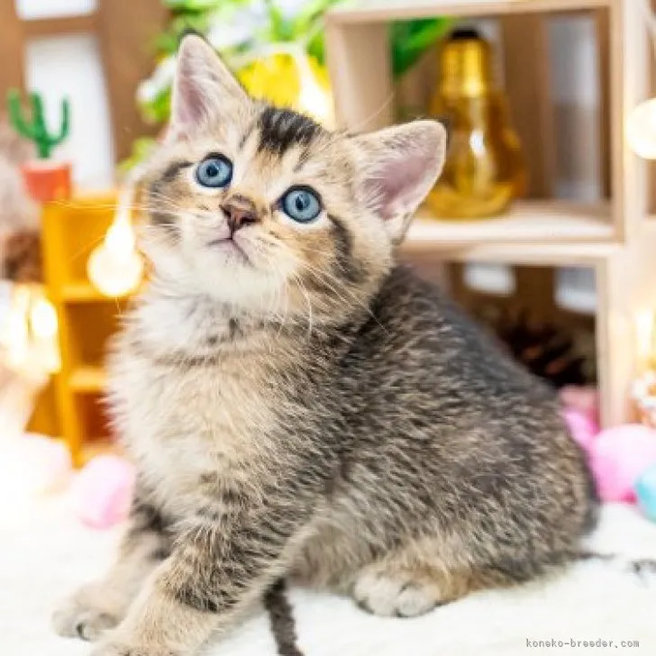 ID:2310-00240の子猫