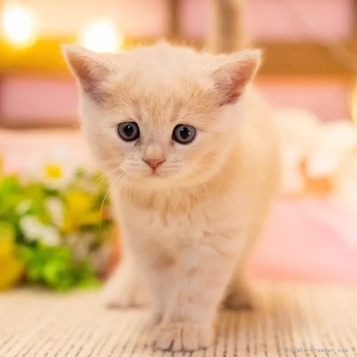 ID：2411-02720の子猫