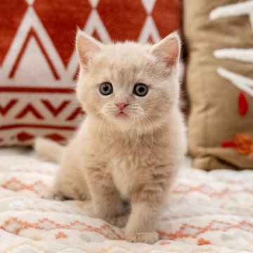 マンチカン【岐阜県・女の子・2023年12月18日・クリームタビー（短毛）】の写真「むちころボディのまん丸フェイス！膝に乗ってくれます」