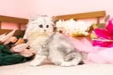 ミヌエット(長足)【岐阜県・女の子・2024年4月20日・チンチラシルバー】の写真2「ふわふわのチンチラシルバーが魅力的！」