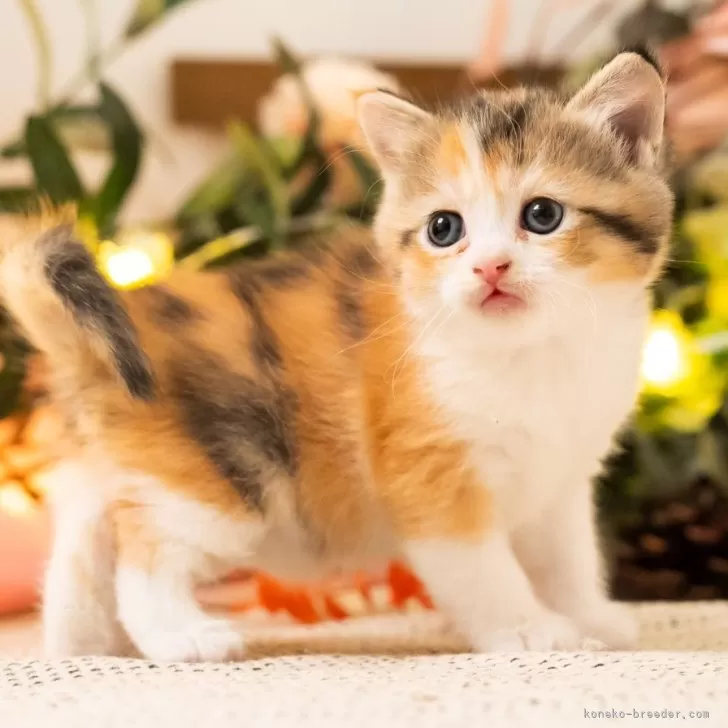 yellow 様のお迎えした子猫