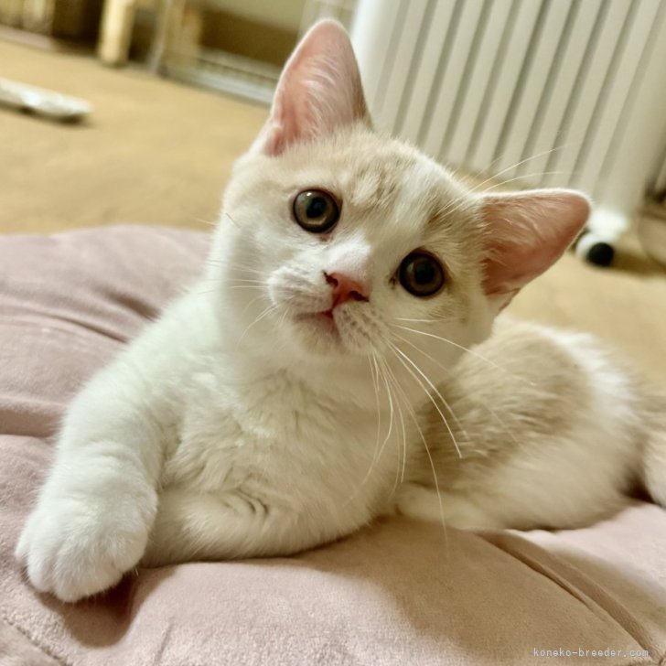 猫 首輪 シュシュ 【小】【中】 カーキ マスタード チェック桃
