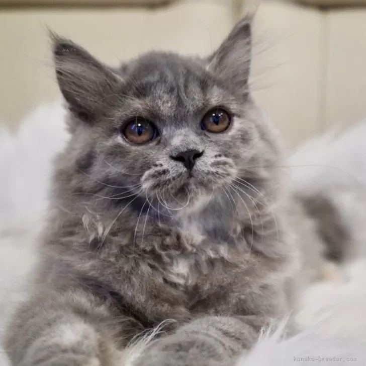 ブリティッシュロングヘア【岐阜県・女の子・2025年8月5日・ブルークリーム】の写真1