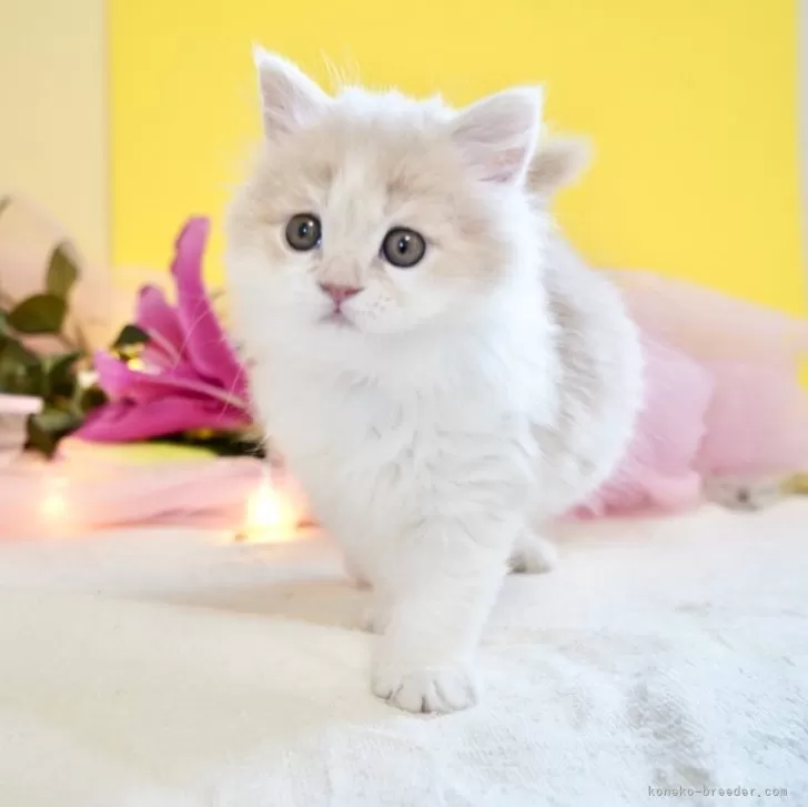 ID：2504-00799の子猫